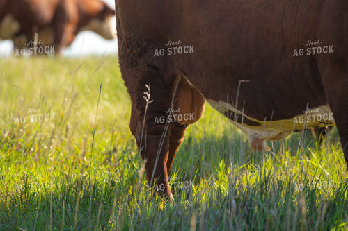Hereford Bull 212119
