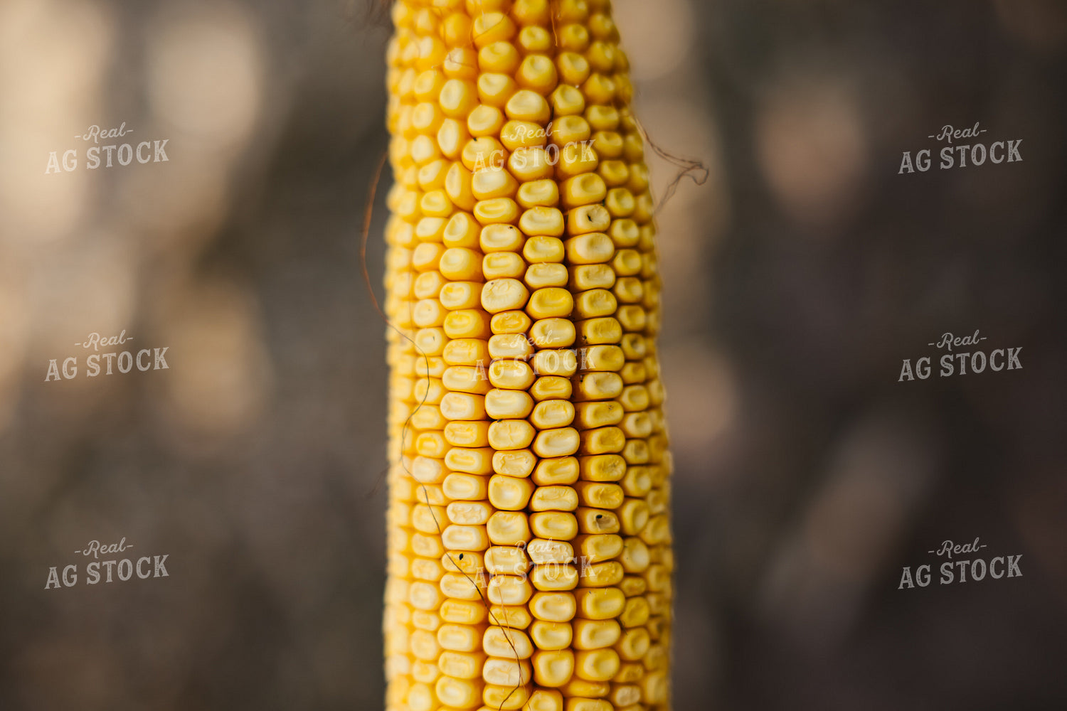 Ear of Corn 137095