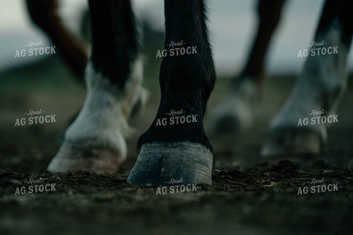 Horse Hoof 58354