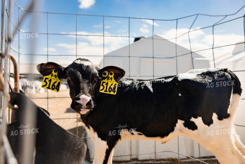 Holstein Calf in Hutch 152267