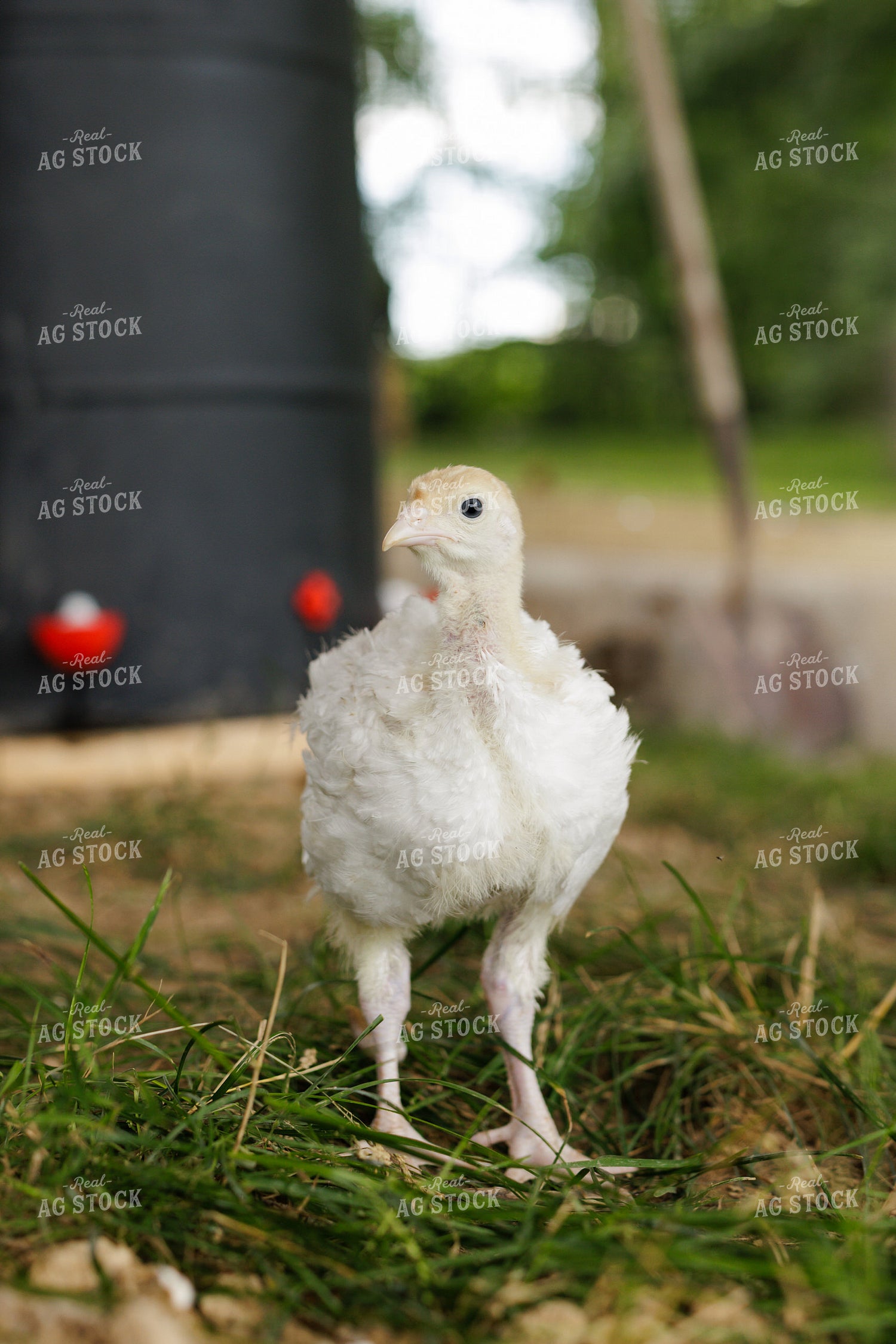 Chicken 52965