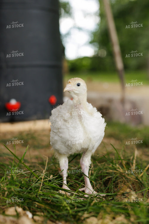 Chicken 52965