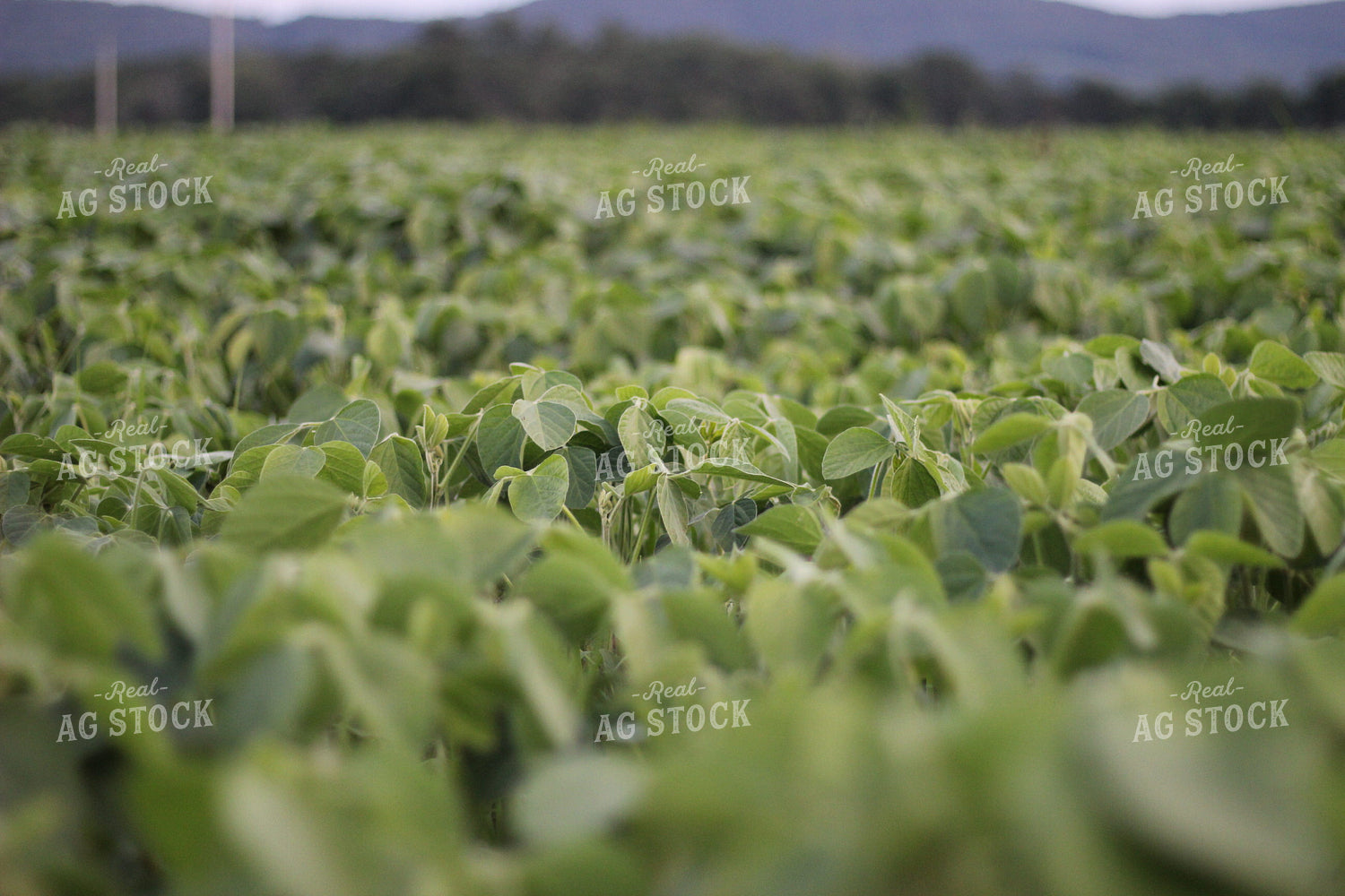 Soybeans Green 73067