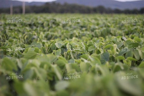 Soybeans Green 73067