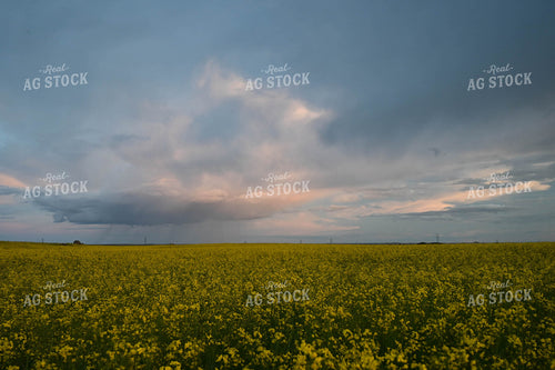 Flowering Canola Field 253002