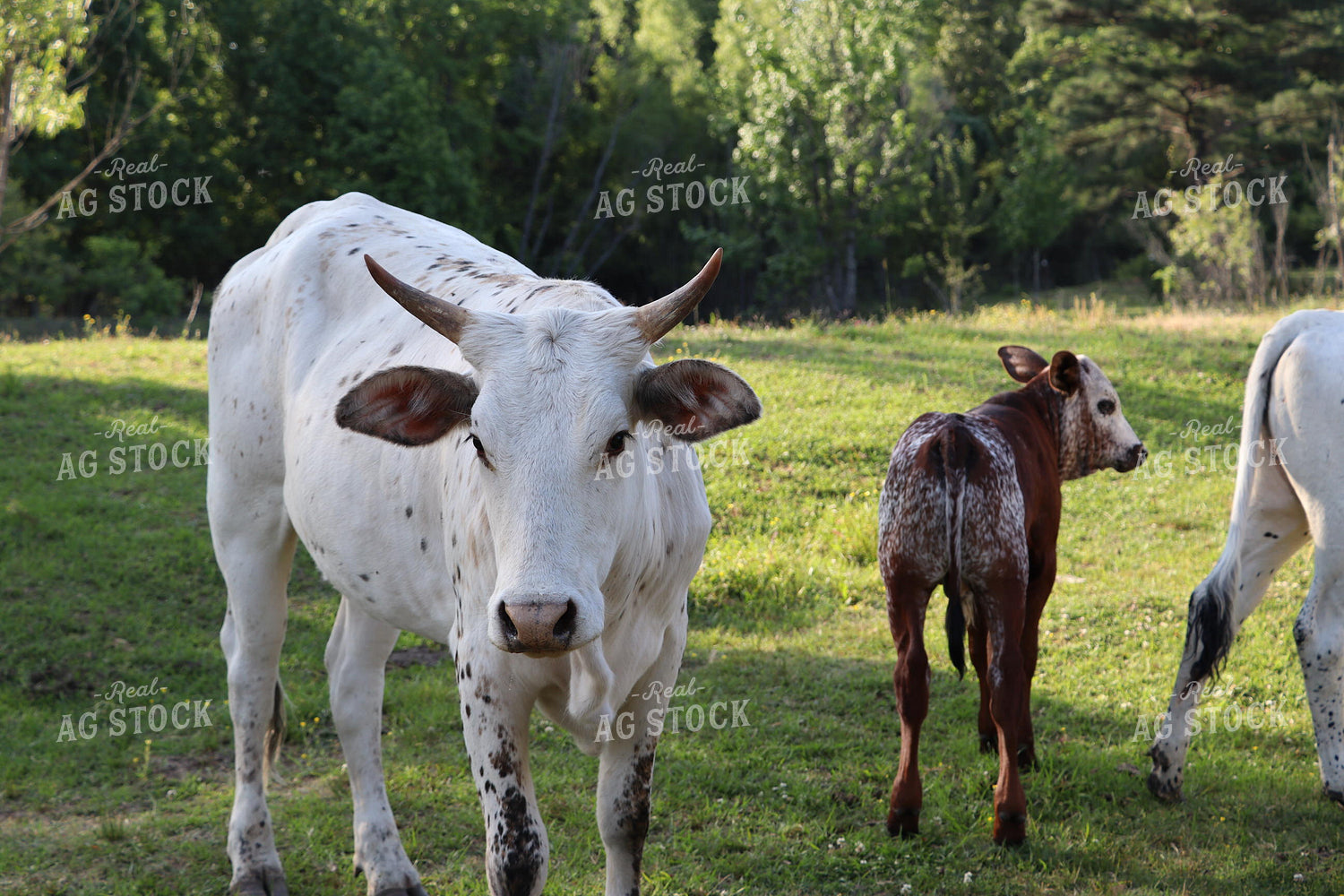 Longhorn Cow Calf Pair 201011
