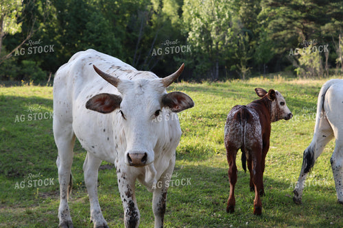 Longhorn Cow Calf Pair 201011