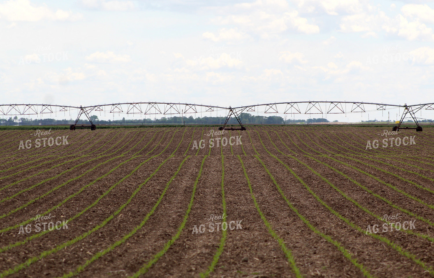 Early Growth Corn in Irrigated Field 141116