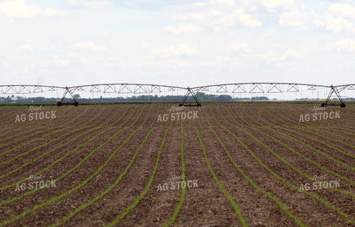 Early Growth Corn in Irrigated Field 141116