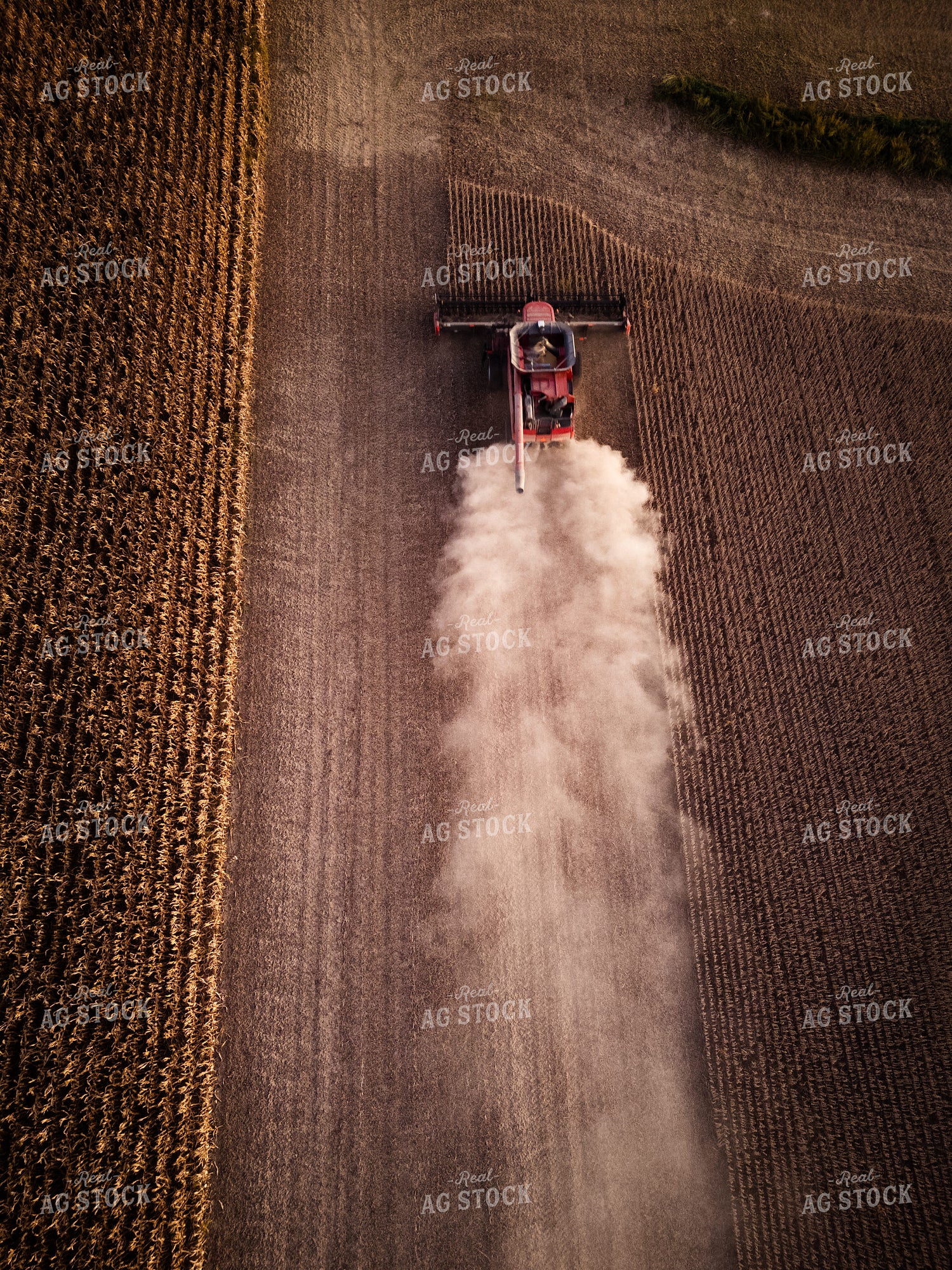 Soybean Harvest 67952