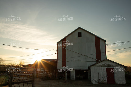 Cattle Barn 142023