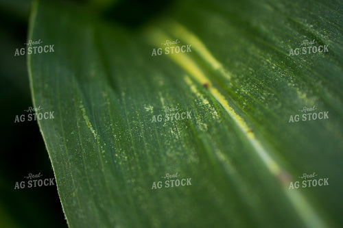 Sweet Corn Leaf 191195
