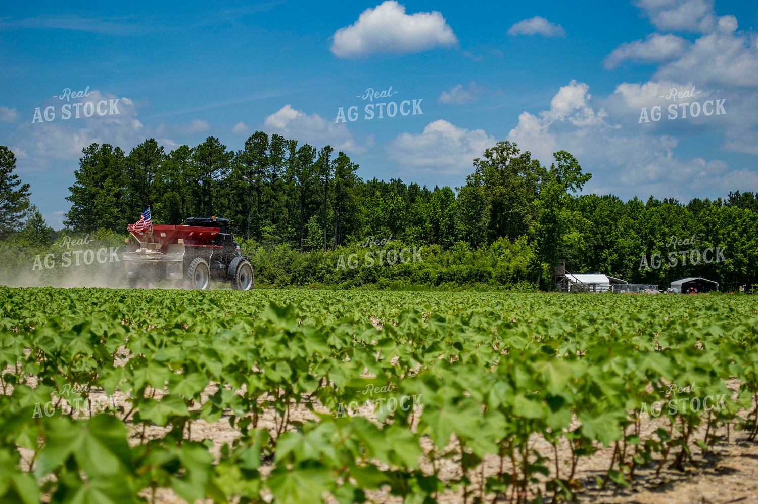 Spreading Dry Fertilizer in Cotton Field 136203