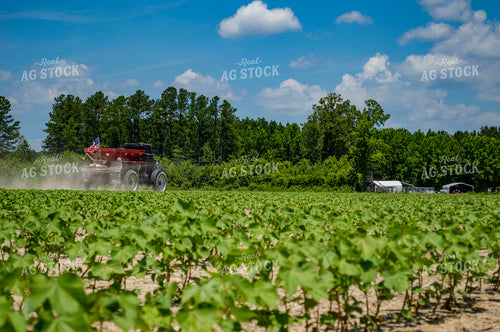 Spreading Dry Fertilizer in Cotton Field 136203