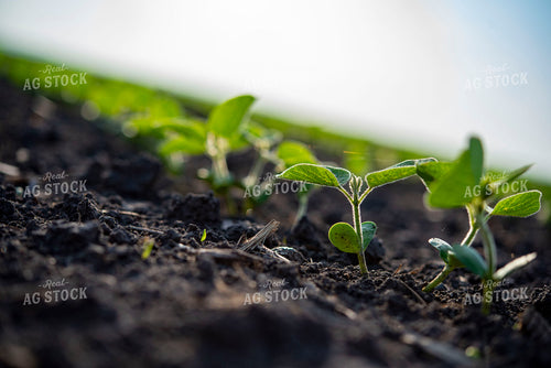 Early Growth Soybean Plant 136091