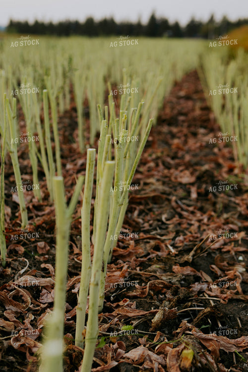 Cut Canola Field 187226