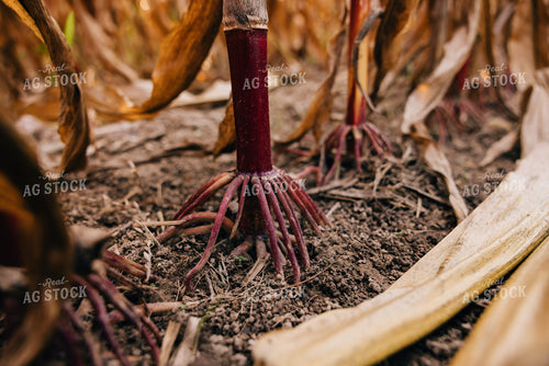 Dried Corn Roots 178088
