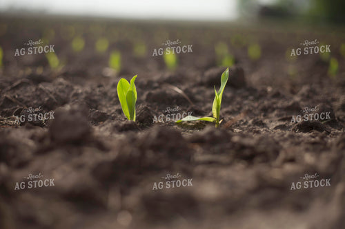 Corn - Early Growth 1178
