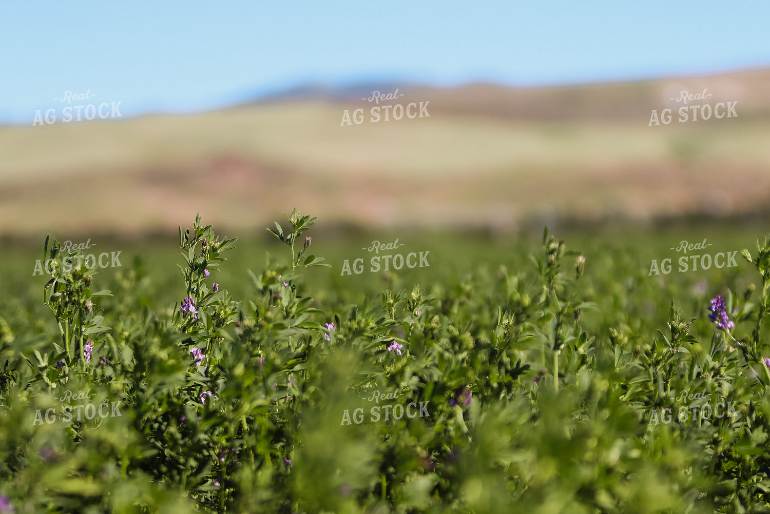 Hay Field 83006