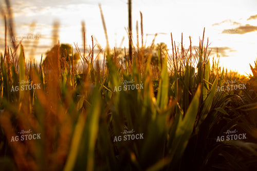 Corn - Mid-Season 2323