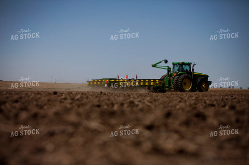 Planting 1951