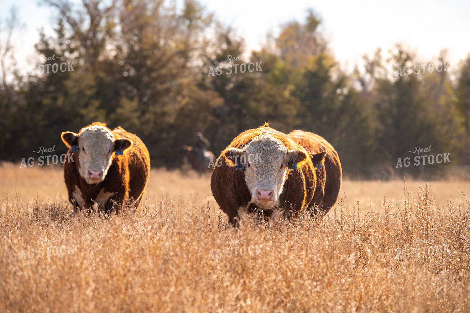 Hereford Cattle on Pasture 212168