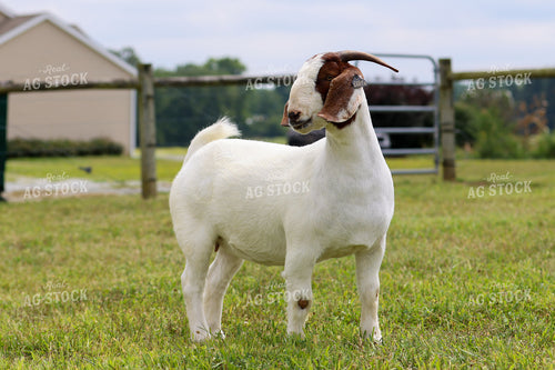 Boer Goat 160357