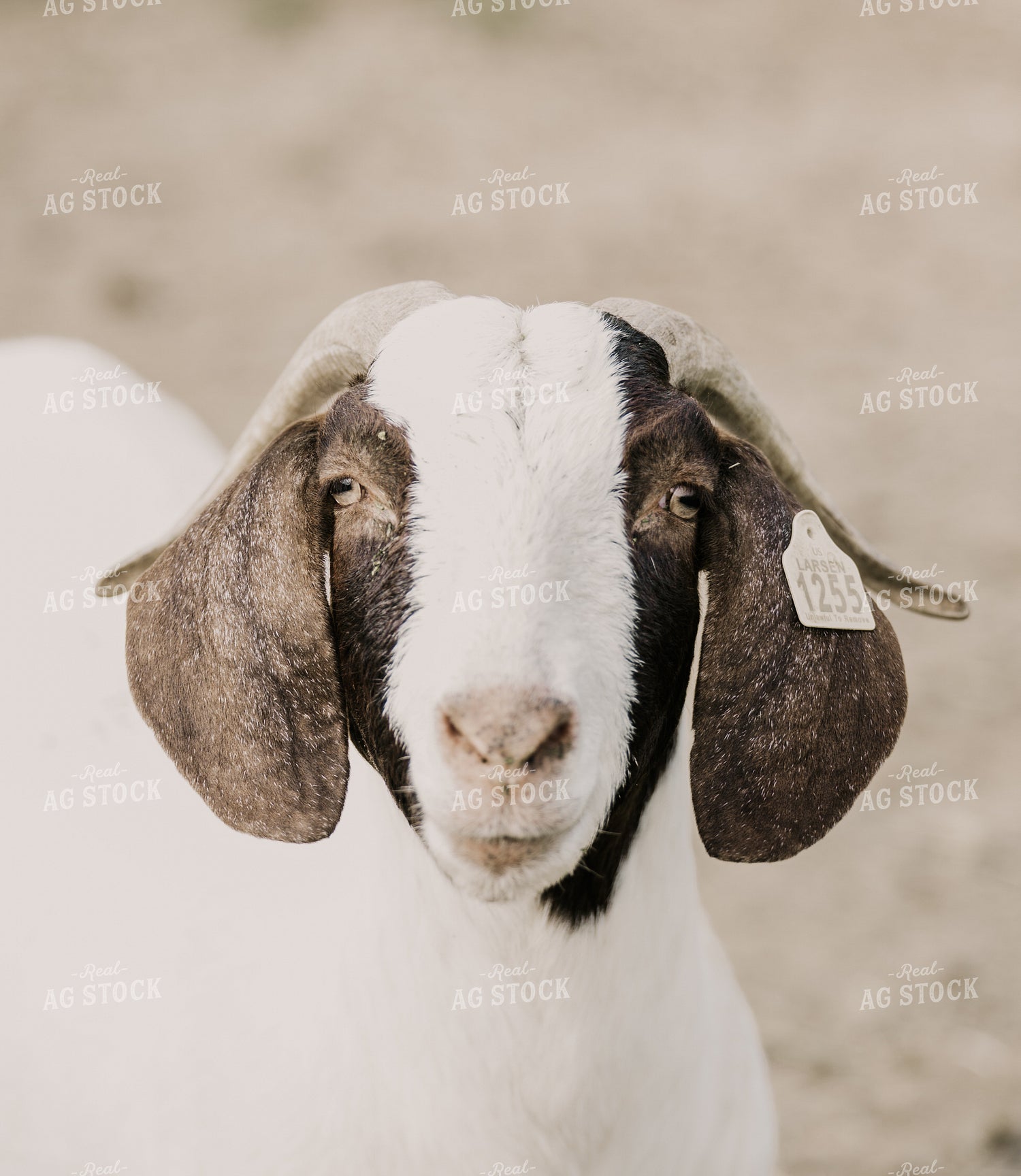 Goats 185137