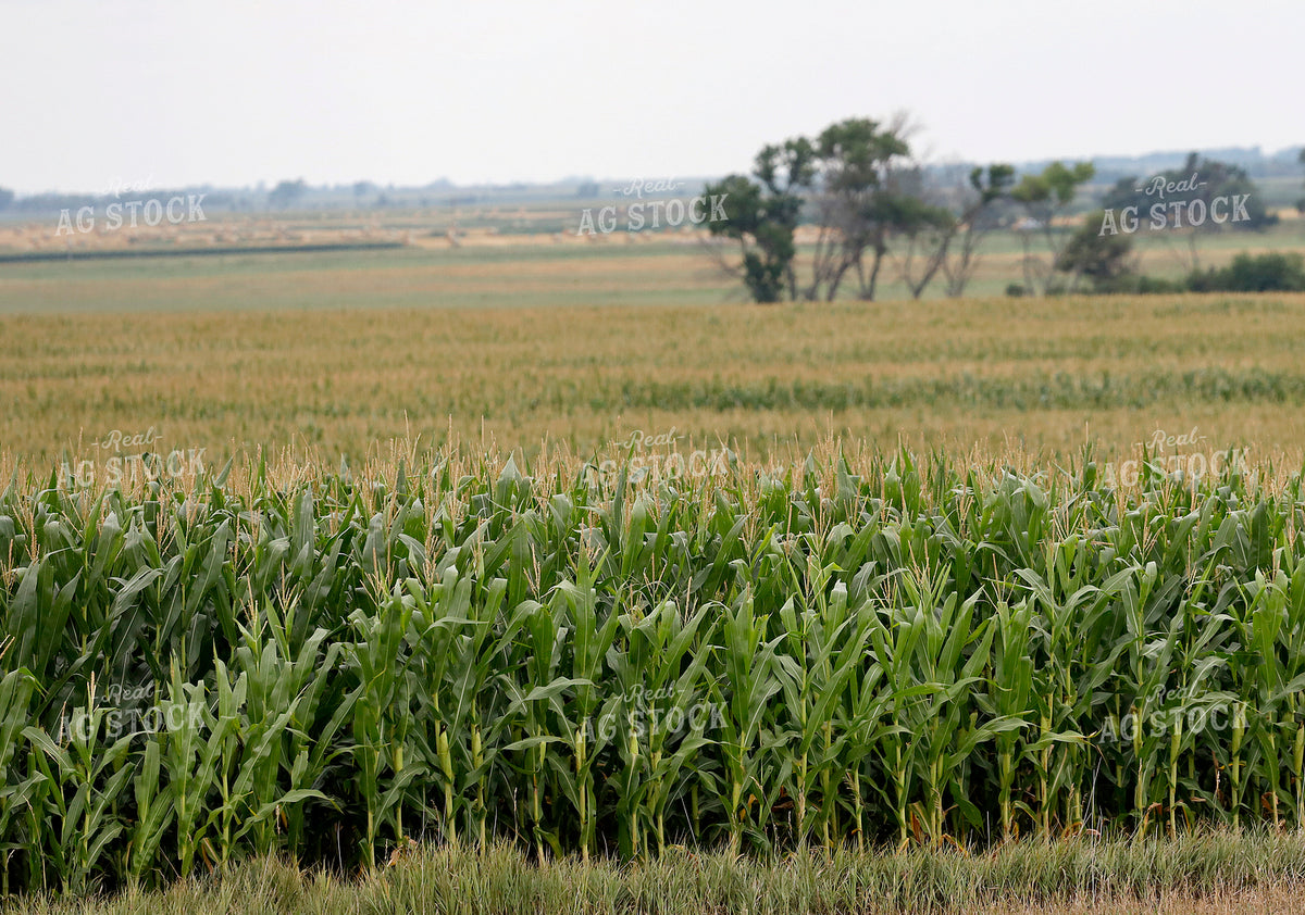 Mid-Season Corn Field 141726