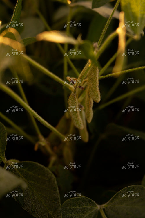 Soybeans - Mid-Season 4915