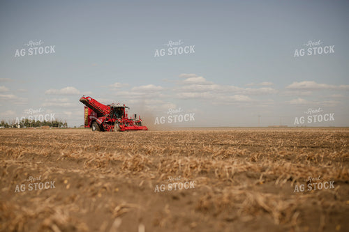 Potato Harvest 135134