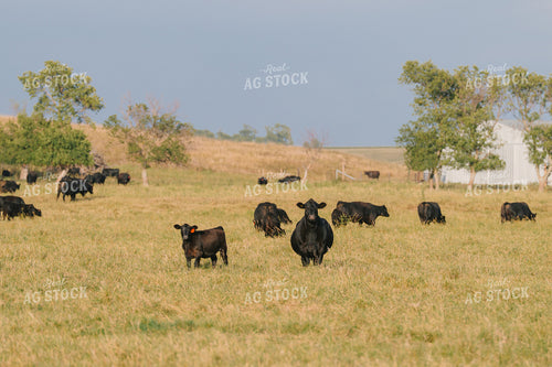Black Angus Cattle on Pasture 68291