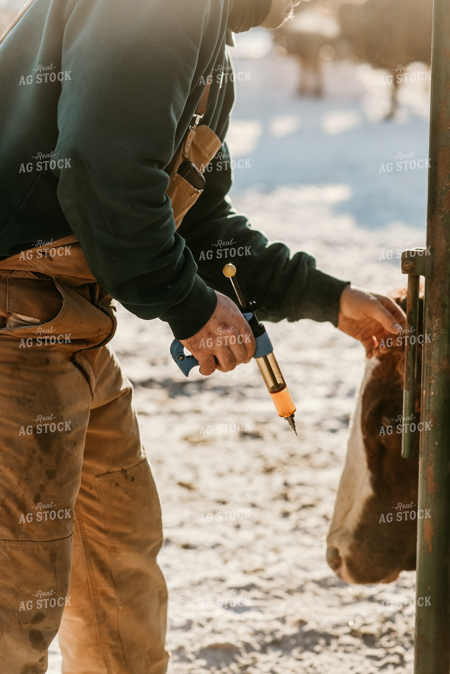 Farmer Giving Cow Medicine 64312