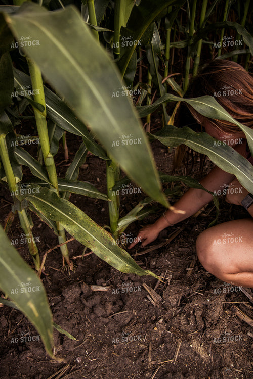 Checking Corn Roots 67419