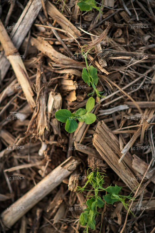 Pea Plants 76140