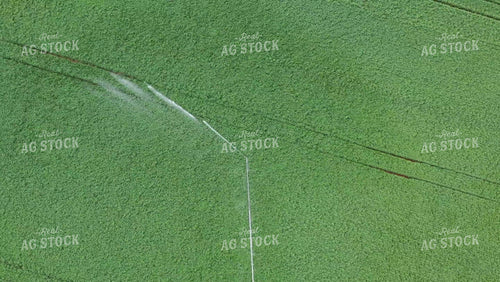 Cotton Field with Pivot Irrigation 79336