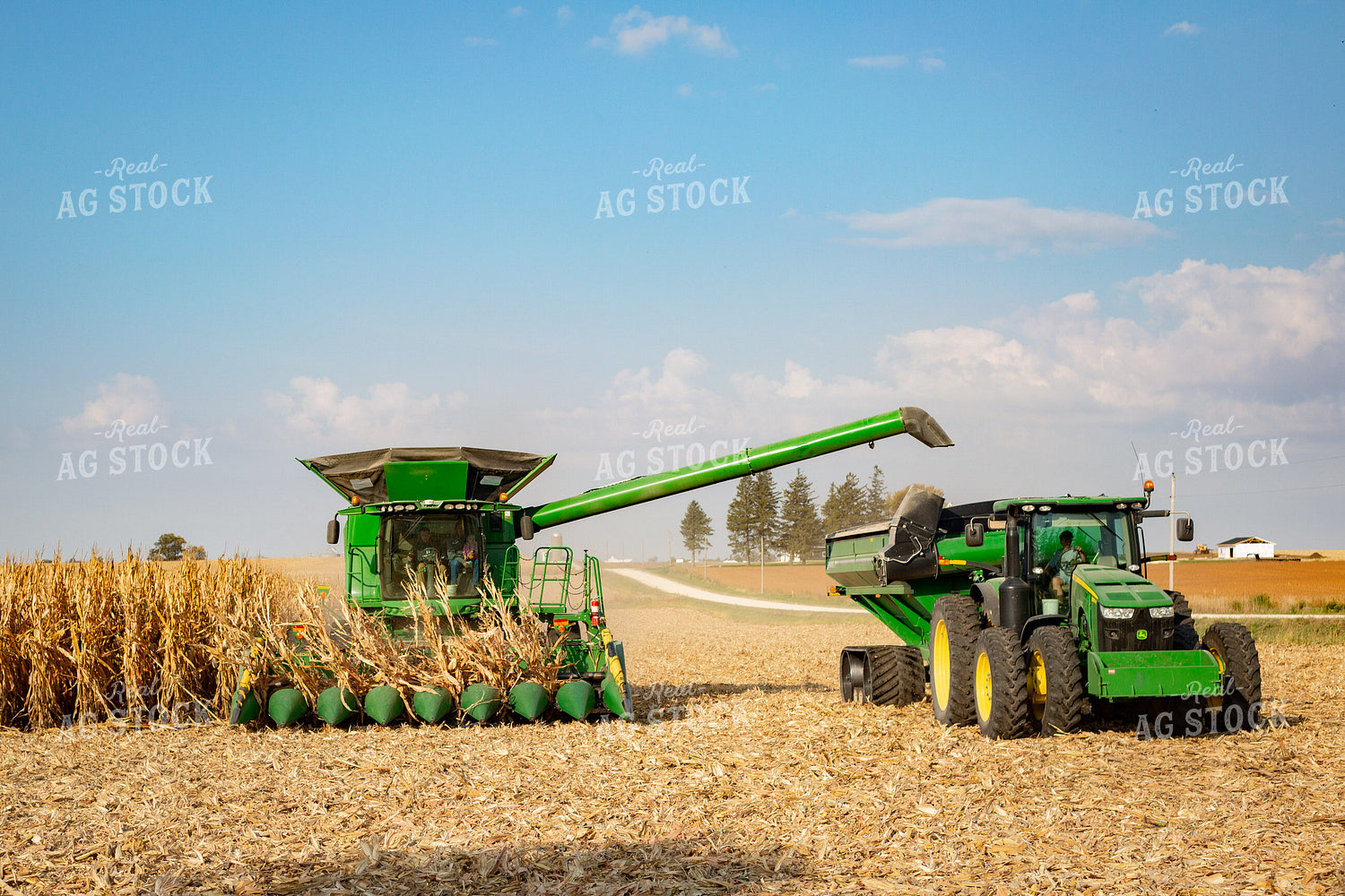 Corn Harvest 161066