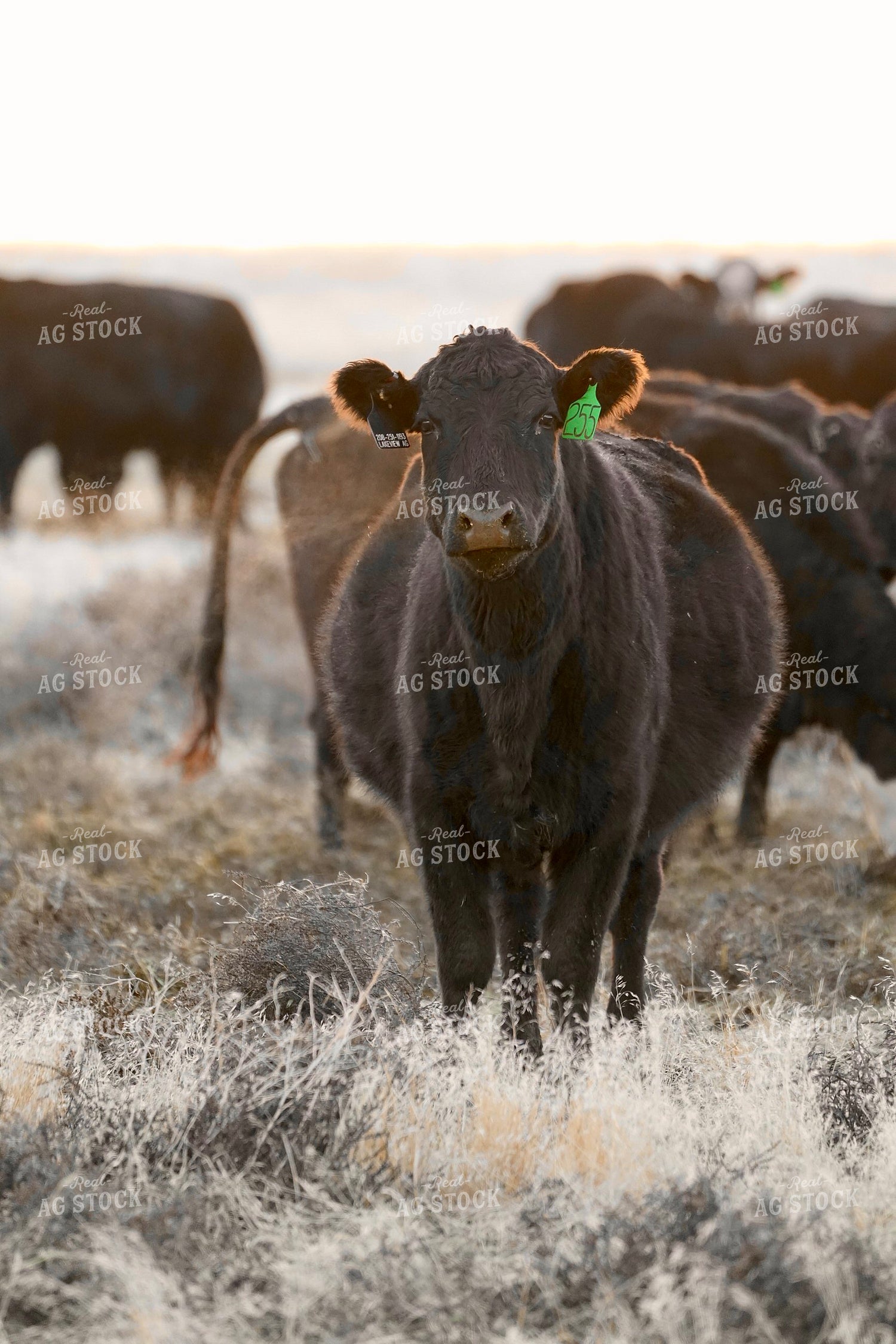 Cattle on Pasture 293043