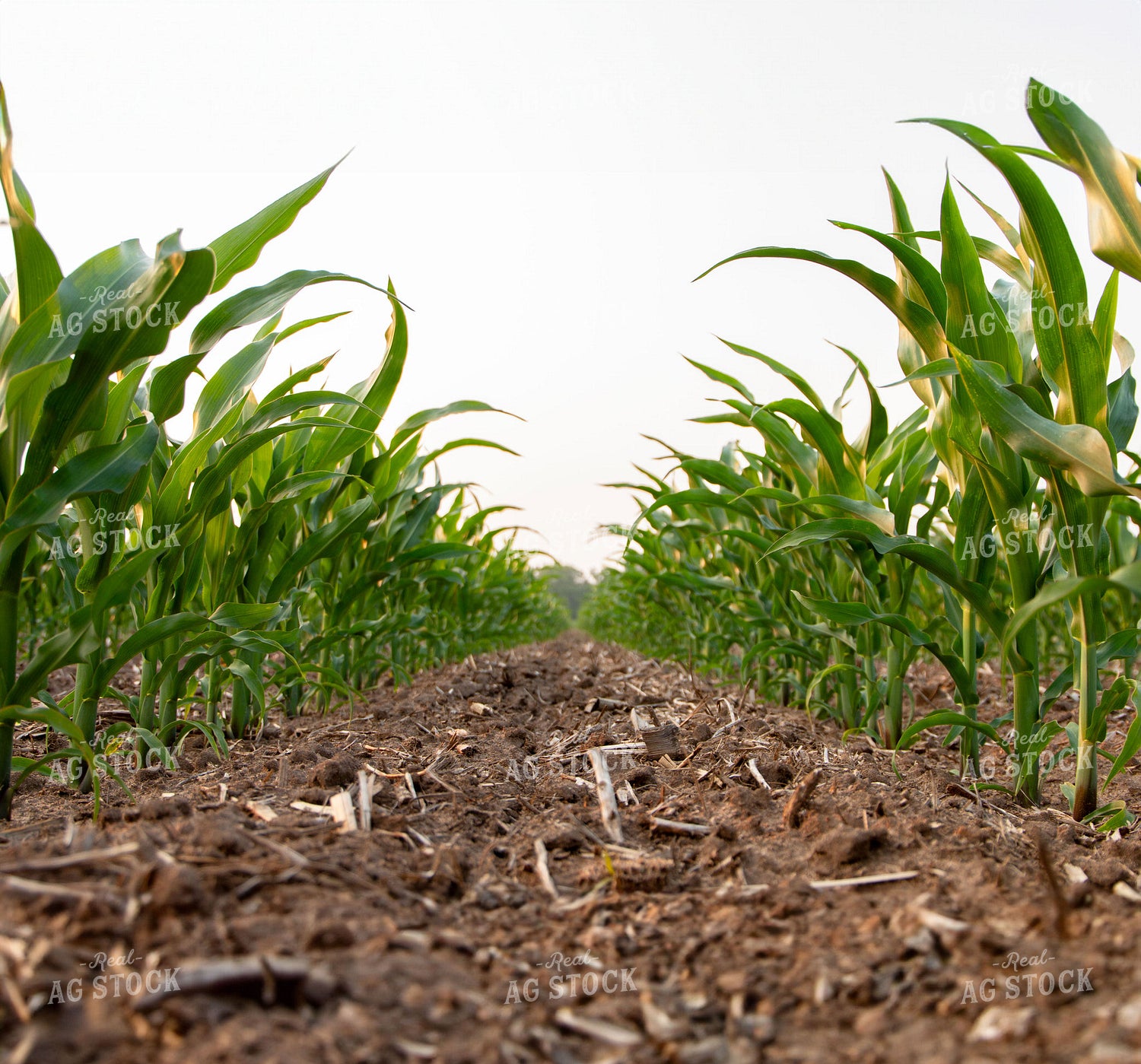 Early Growth Corn 157019