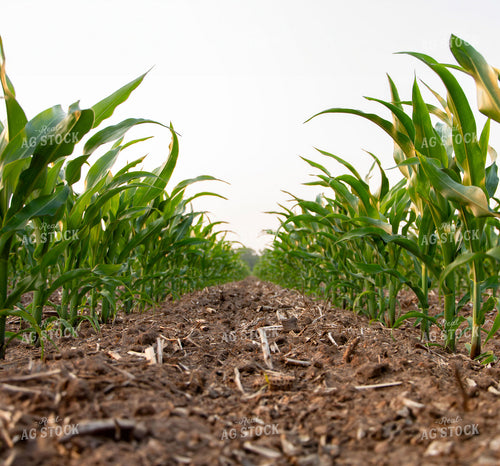 Early Growth Corn 157019