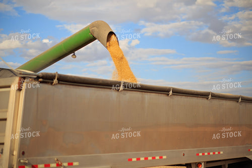 Soybean Harvest 93218