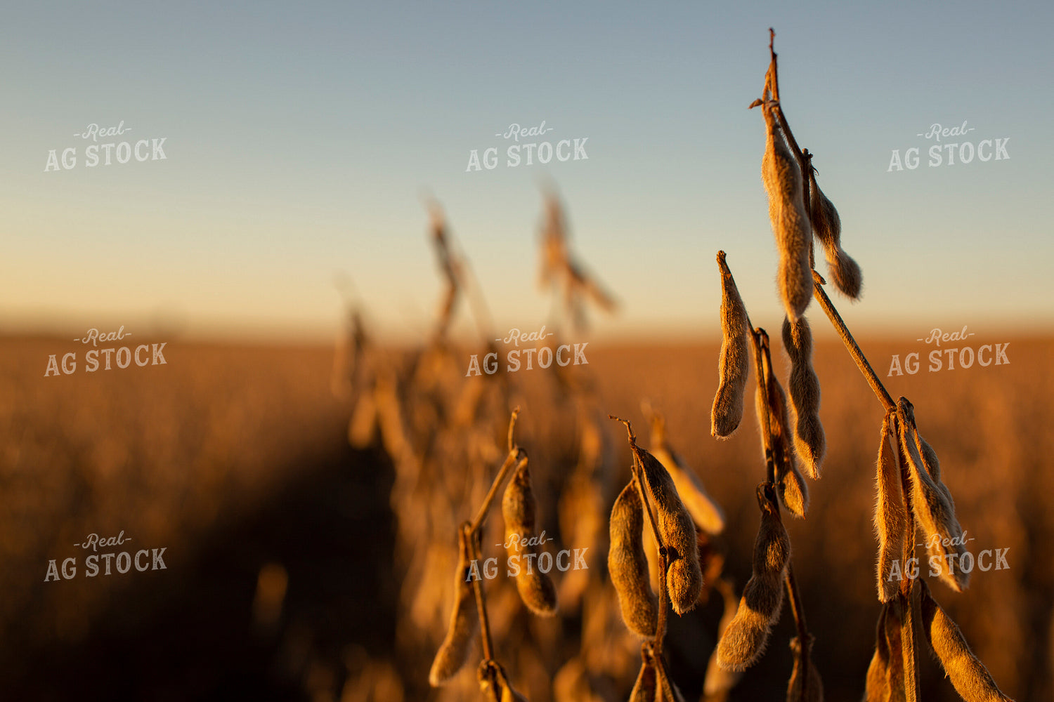 Soybeans - Dry 2463