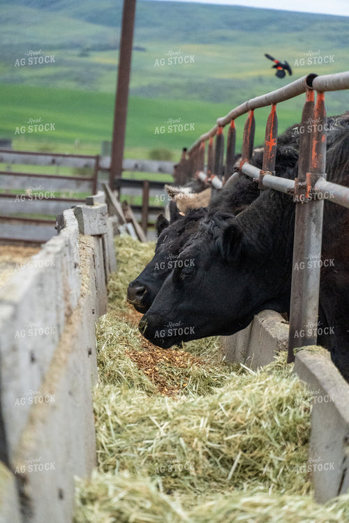 Cattle Eating Out of Feedbunk 65179