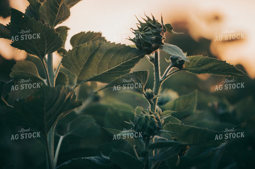 Unopened Sunflower Bud 3215