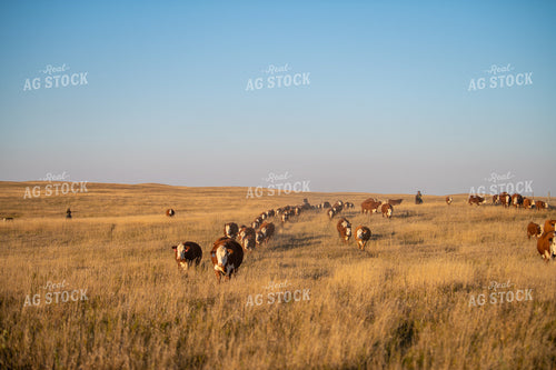Rancher Herding Cattle on Horseback 212133