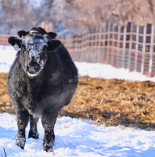 Angus Cattle in Snow 299193