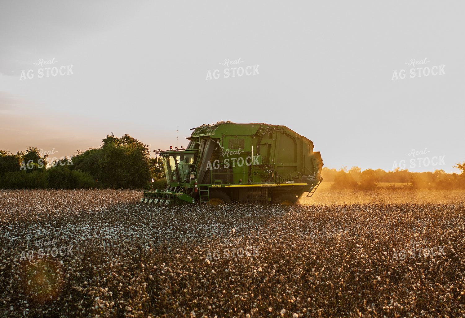 Cotton Harvest 59074