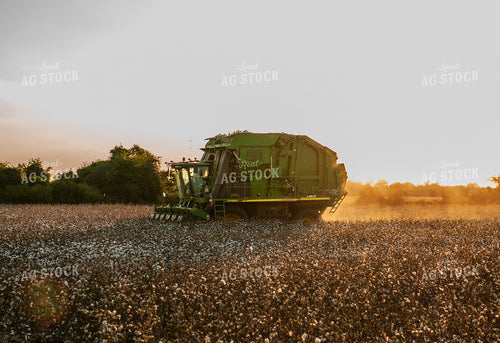 Cotton Harvest 59074