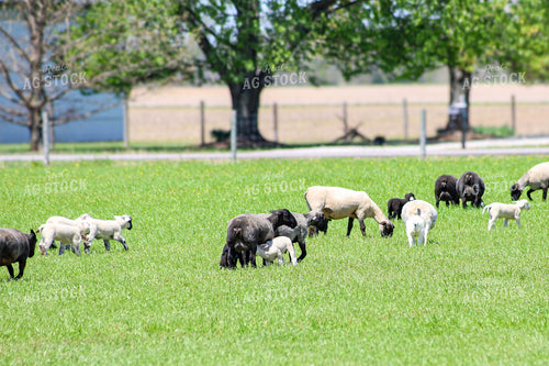 Lambs and Ewes 84234