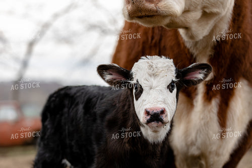 Calf in Pasture 52607